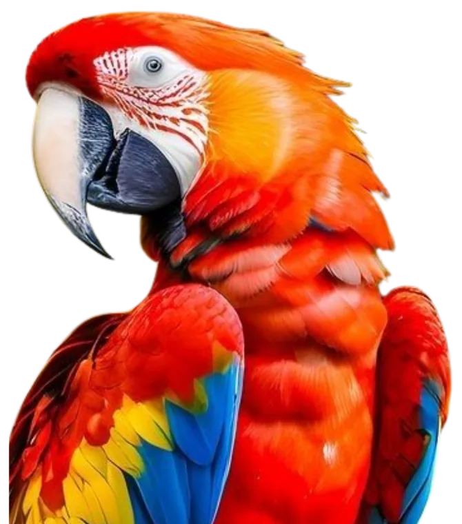 Guacamaya bandera, guardiana del segundo rango.