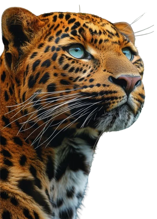 Jaguar, guardián del rango más alto.